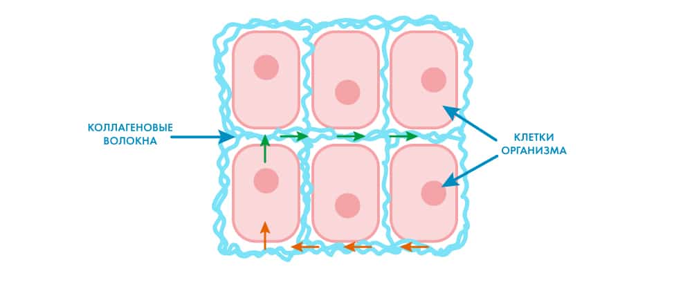 Жидкость заполняющая клетку. Межклеточное пространство в клетках человека. Коллагеновые клетки. Пространство между клетками заполнено жидким. Коллаген клетки.